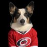 CorgoDad_Canesfan 的头像