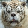 Фото профиля Retardius Maximus