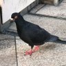 Фото профиля ねこピエロ_36