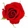 Rose 🌹 的头像