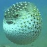 Profilbild von 🐡🐡🐡🐡 THE KING OF OOMS 🐡🐡🐡🐡