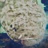palaman_solo's profile picture
