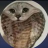 GianT's profile picture