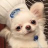 Chihuahua profil fotoğrafı