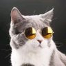 Profilbild von CatGPT