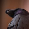 口の悪いハト's profile picture
