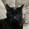 🐈‍⬛だんごちゃん🍡✨(執事はマッキー) 的头像