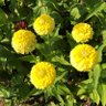 Фото профиля Plant lady