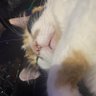 Pipoca profil fotoğrafı