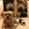 ⚜️Shough the Refs⚜️'s profile picture