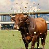 Profilbild von Bull-scape