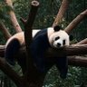 Profilbild von Blue Panda