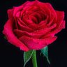 ❤️🌹محمد 🌹 ❤️ profil fotoğrafı