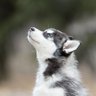 kovalskyanalysis's profile picture