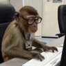 XandMonkey 的头像