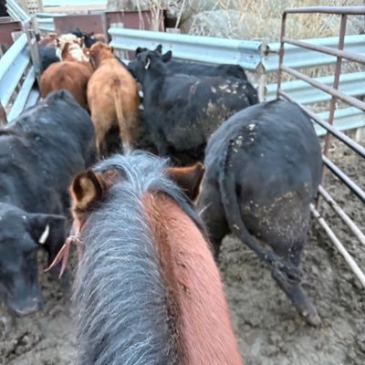 Tales from the Feedyard (Uncensored)'s profile picture