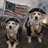 🇺🇸Maga Dog Mom🇺🇸 的头像
