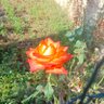 Areck profil fotoğrafı