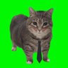 Фото профиля 4mat.spinning cat