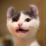 💜🐾ขุ่นแม่แมวหล่อ🐈⬛🐾💜 profil fotoğrafı