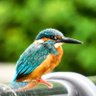 けろたん🐹🛩🌛🏍🐠📸🦋🐦🦜🦆's profile picture