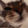 Profilbild von Vxnzq