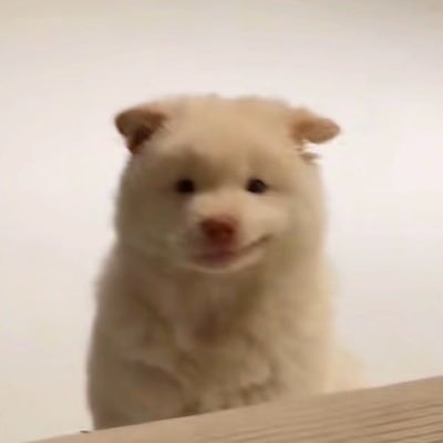SayLovePuppy's profile picture