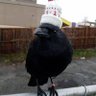 Фото профиля Crow 🚂🐦‍⬛
