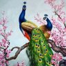 peacock 的头像