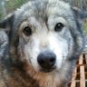amaeliapossum (He/They)'s profile picture