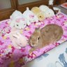 🐰Miki🐰's profile picture
