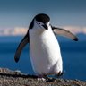 Penguin🐧 的头像