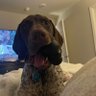 German Shorthair's profile picture