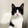 Cozy Paw 🐾 | 猫のひだまり 的头像