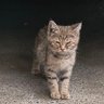 خسته با موهای زشت's profile picture