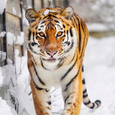 AnimalLove_22's profile picture