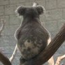 すーちゃん🐨 profil fotoğrafı