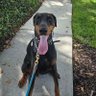 Florida Doberman 🥋🥊🇺🇲's profile picture