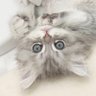 すぴかちゃん's profile picture