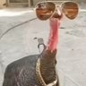 Profilbild von leo