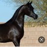 Фото профиля الأنيق 🇸🇦