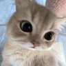 ᴛᴏᴇʏ •ᴥ•'s profile picture