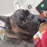 Profilbild von Manola