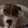 dudinha's profile picture