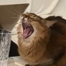 GrumpyMolty's profile picture