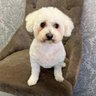 rubymaybe 🇬🇧's profile picture