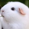 さわさわ🔰(っ'-')╮=͟͟͞͞3日鶴舞4日秋季例大祭's profile picture