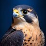 صقر الضفة 🦅 profil fotoğrafı