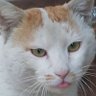 五猫🐾公助だ公助! 的头像