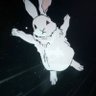 NataCachorro's profile picture